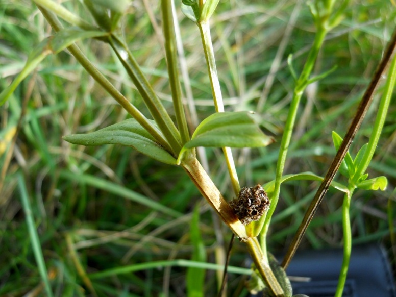 Centaurium erythraea